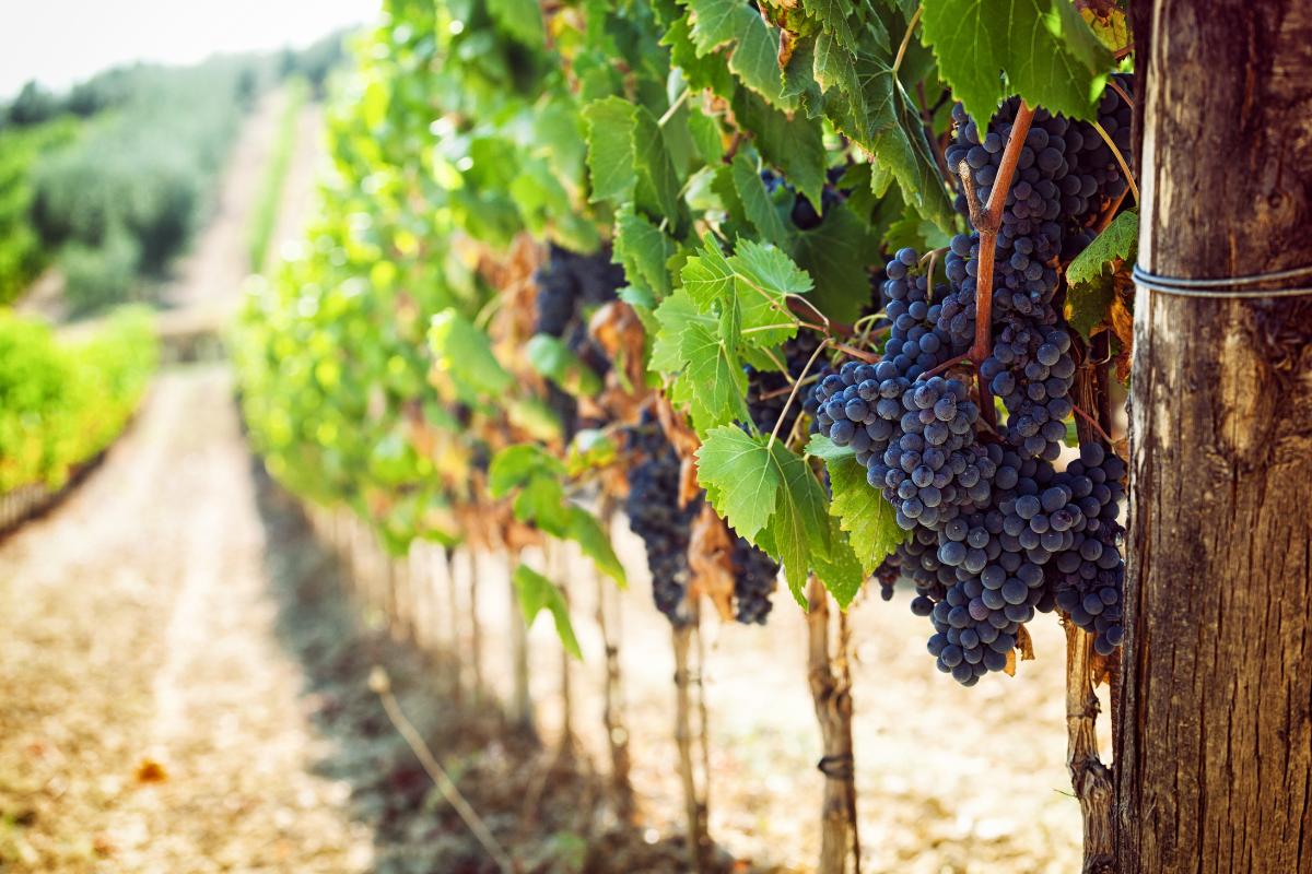 cidades da rota do vinho RS (3)